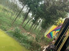 -合肥滨湖国家森林公园