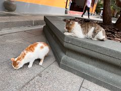 -龙华素斋(龙华路店)