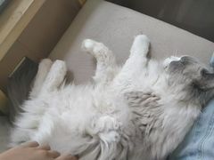 -鼓捣猫呢主题猫咖店