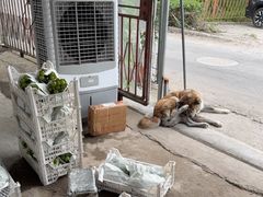 -马陆小张葡萄园农家乐