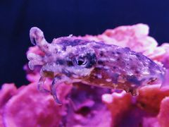 -西雅图水族馆