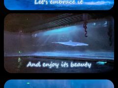 -上海海昌海洋公园