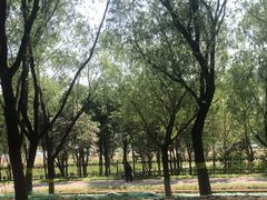 -永定河休闲森林公园