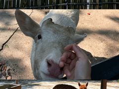 -深圳野生动物园