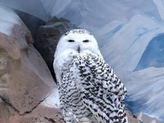-海合安成都极地海洋公园