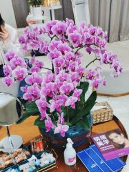 -上海漾颜医疗美容