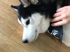 海参-Husky Go! 哈士奇体验馆·宠物咖啡厅狗咖