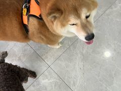 -中农国际动物医院24小时·猫科·骨科·急重症中心