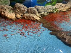 -合肥海洋世界