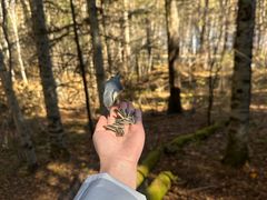 -五营红松林海景区