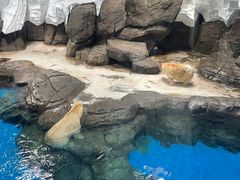 -海合安武汉极地海洋公园
