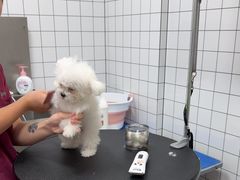 -瑞派康怡24h宠物医院·犬猫医疗中心·微创绝育(瑞景分院)
