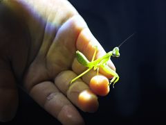 -中国科学院西双版纳热带植物园