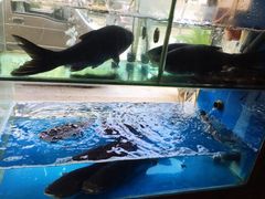 -浔味·山屿湖·正宗淳牌全鱼宴老字号
