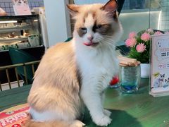 -喵喵咪呀布偶猫咖(春熙路店)