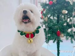 -宠福鑫康馨动物医院·骨科·眼科