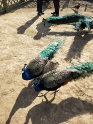 -萌宠亲子动物乐园(槐房万达店)