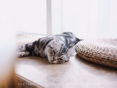 -Catmate·猫肥家润(金润铂宫店)
