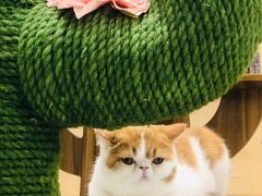 -飞行喵MR PILOT|猫舍·猫咖(静安大融城店)