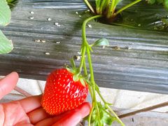 -甜心庄园·甜心草莓采摘园(西青中北店)