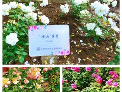 -天坛公园