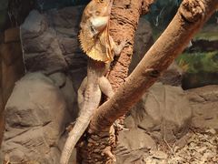 -费瑟代尔野生动物园