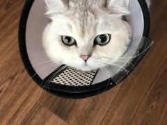 -伟伟宠物医院·CT影像中心·瑞派犬猫综合性门诊(汉口总院)
