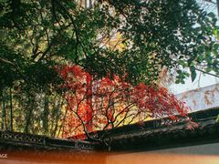 -秋霞圃