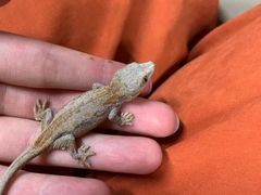 -酷以爬仙阁实体爬宠店·守宫·蜥蜴·专业繁育