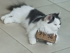 -怪兽屋·羊驼·猫咖·狗咖(俊华广场店)