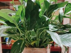 -小八仙·宴(三峡茶庄店)