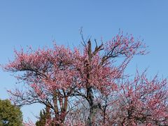 -梅花山(明孝陵内)