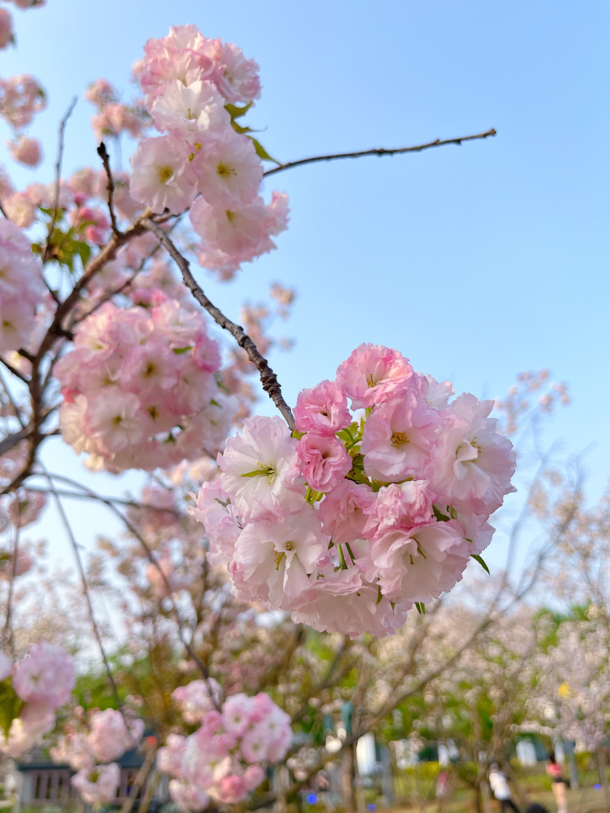 武汉风景图片 花草图片