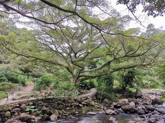 -广州市石门国家森林公园