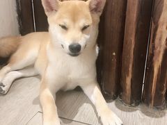 -浣熊柯尔鸭土拨鼠·电玩咖