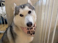 -Husky Go! 哈士奇体验馆·宠物咖啡厅狗咖