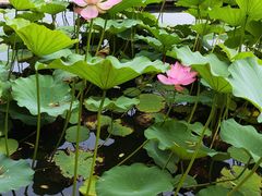 -莲花池公园