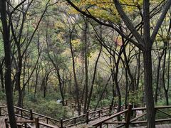 -大岭沟猕猴桃谷风景区