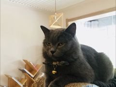 -有猫儿腻咖啡厅.猫咖