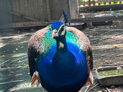 -意大利农场度假村