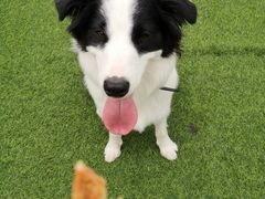 -汪说喵讲宠物乐园宠物酒店(红星美凯龙店)