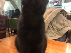 -猫小院猫主题餐厅(三里屯店)