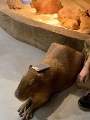 -Zoolung Zoolung动物主题公园(海信广场店)
