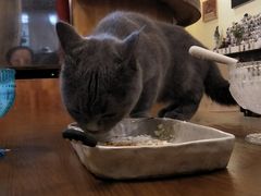 -猫色咖啡·猫咖
