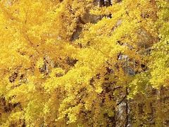 -四川大学(华西校区)