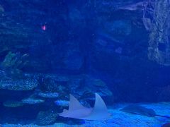 -海合安武汉极地海洋公园