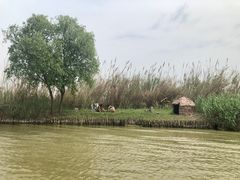 -泗洪洪泽湖湿地景区