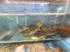 -老万烧烤(典逸心洲店)