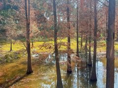 -神光山国家森林公园