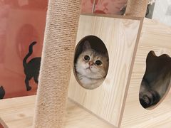 -猫爷宠物生活馆·撸猫馆